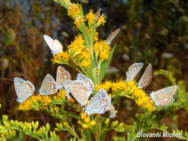 Polyommatus icarus  forever